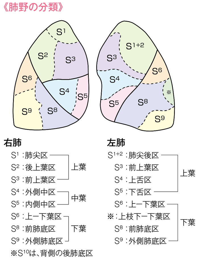 肺野の分類