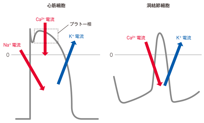 心筋細胞（作業心筋）と洞結節細胞（刺激伝導系心筋）の活動電位とイオン電流