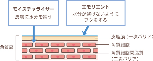 モイスチャーとエモリエントの違い