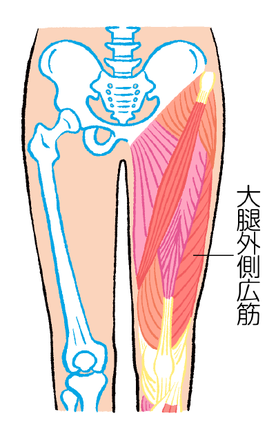 筋肉注射の部位　大腿外側広筋