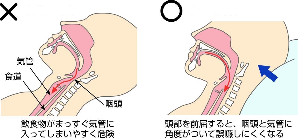 嚥下に関する解剖図
