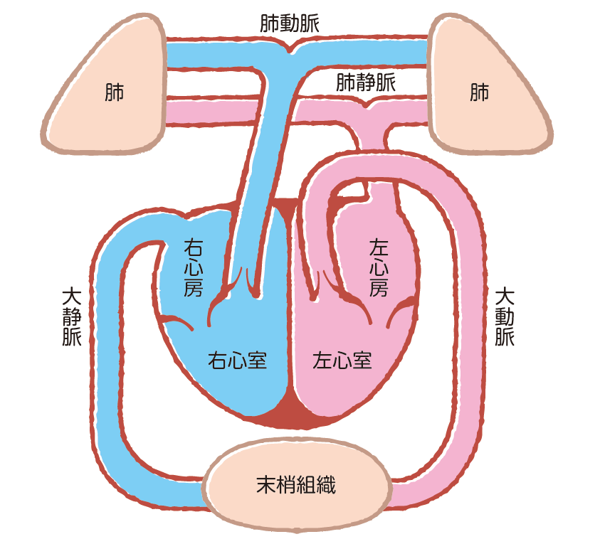 動脈血と静脈血の違い説明図