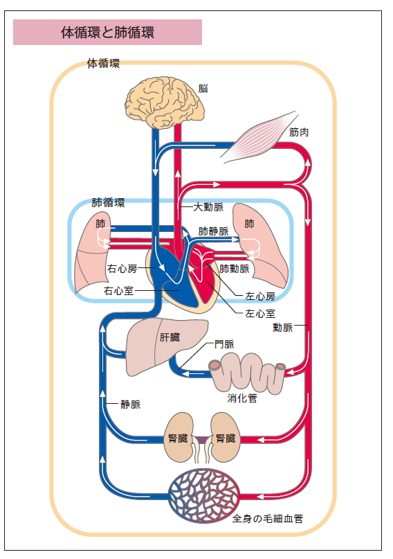 体循環と肺循環